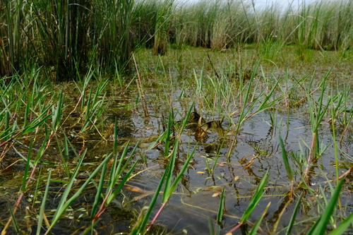 Hemarthria altissima