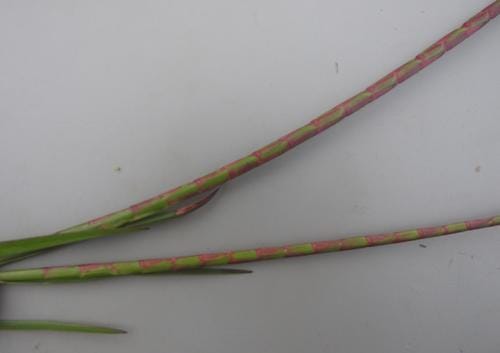 Hemarthria altissima