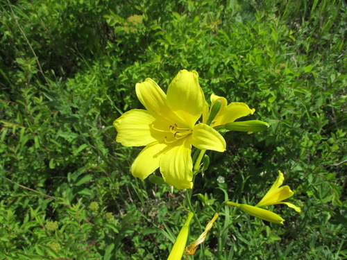Hemerocallis minor