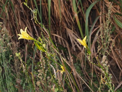Hemerocallis multiflora