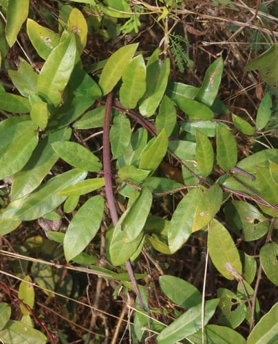 Hemidesmus indicus