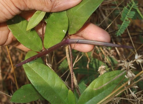 Hemidesmus indicus