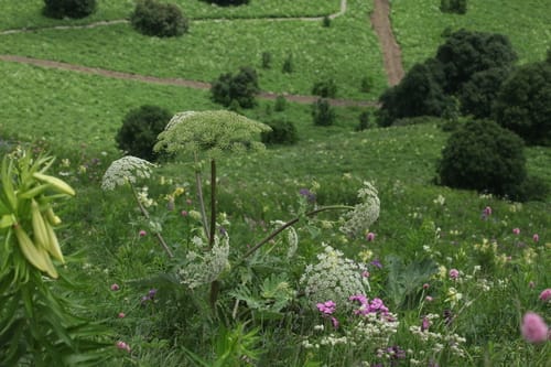 Heracleum leskovii