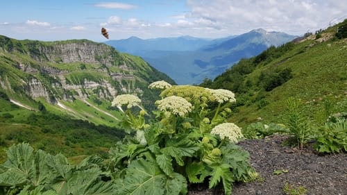 Heracleum leskovii