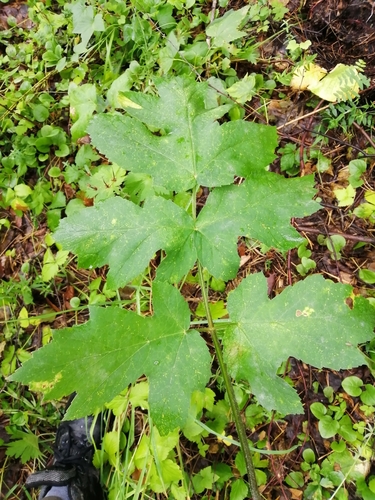 Heracleum sibiricum