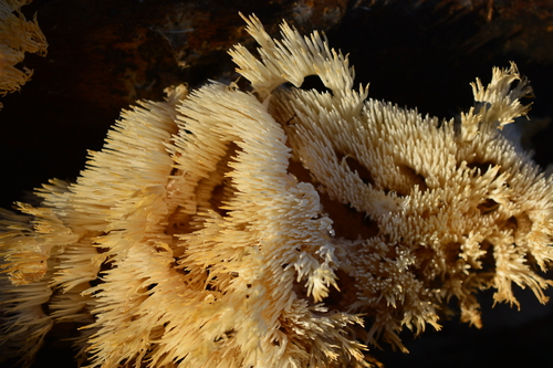 Hydnaceae