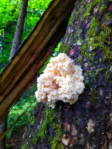 Hericium flagellum