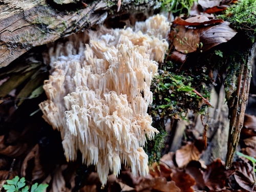 Hericium flagellum