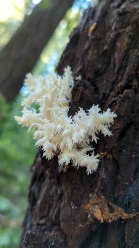 Hericium ramosum