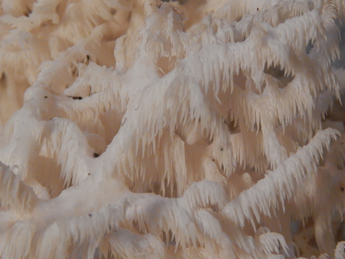 Hericium ramosum
