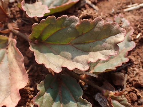 Hermannia depressa