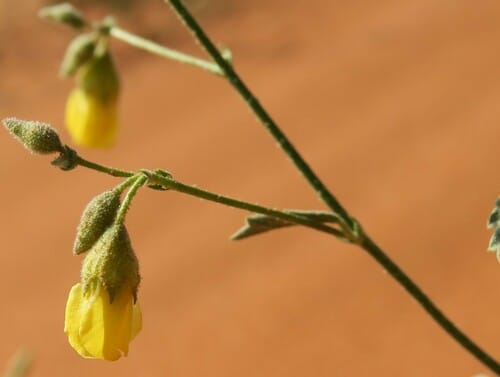 Hermannia macra
