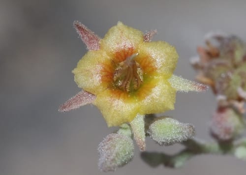 Hermannia paniculata