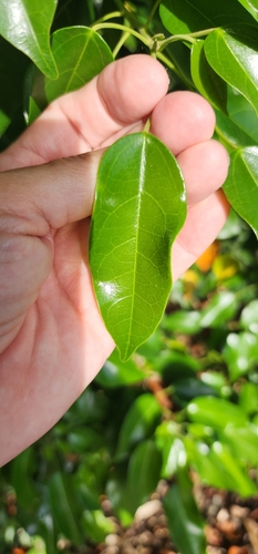 Hernandia bivalvis