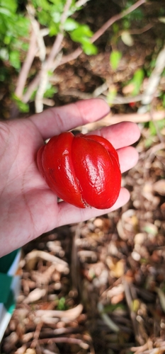 Hernandia bivalvis