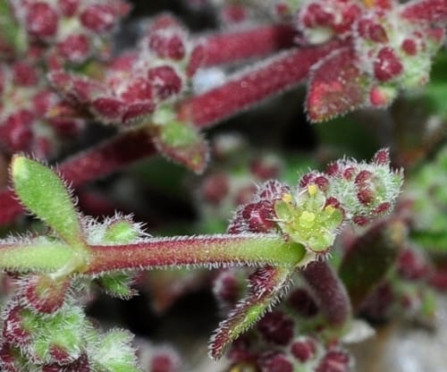 Herniaria scabrida