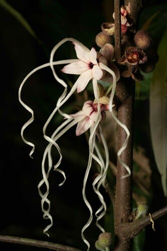 Herrania nitida