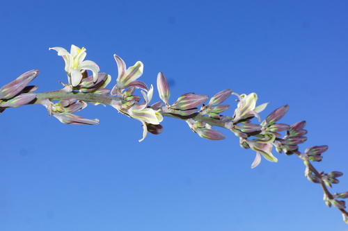 Hesperaloe funifera