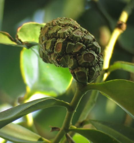 Heteropsis flexuosa