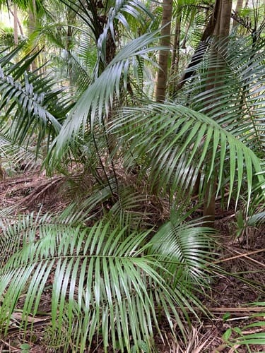 Heterospathe elata