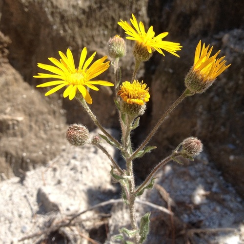 Heterotheca inuloides