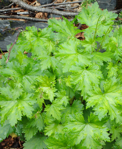 Heuchera glabra