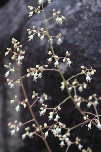 Heuchera micrantha