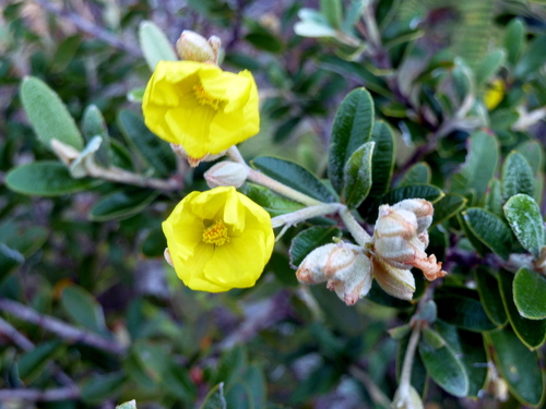 Hibbertia coriacea
