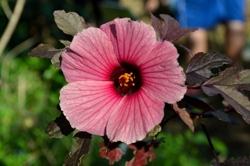 Hibiscus acetosella
