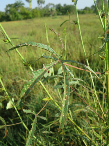 Hibiscus asper