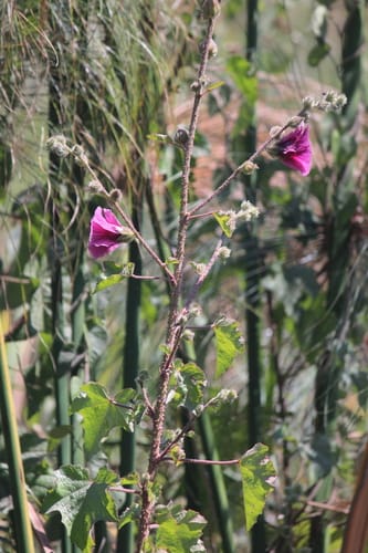 Hibiscus diversifolius