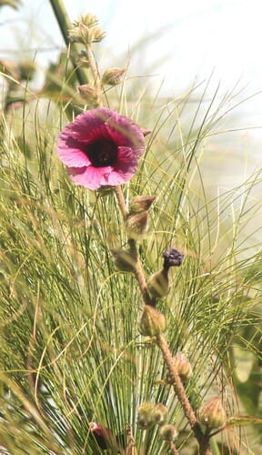 Hibiscus diversifolius
