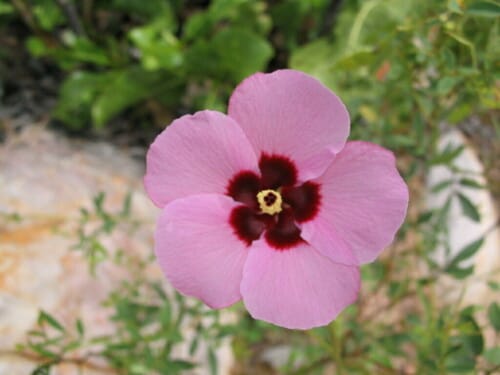 Hibiscus geranioides