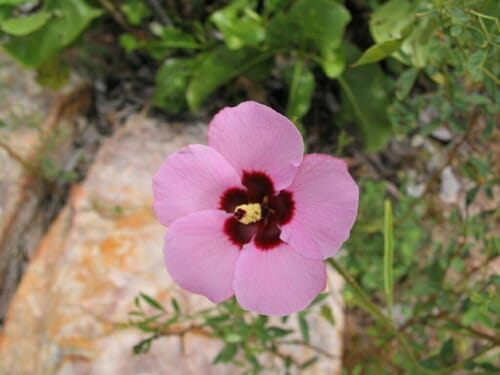 Hibiscus geranioides