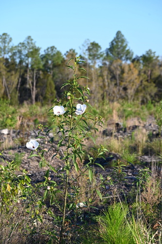 Hibiscus heterophyllus