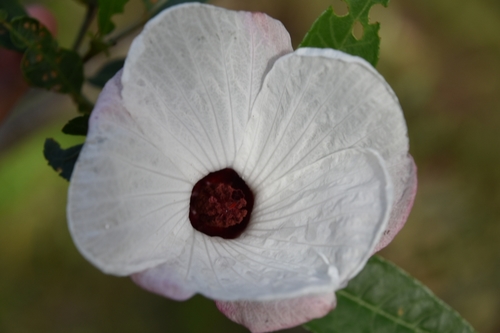 Hibiscus heterophyllus