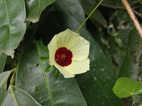 Hibiscus hispidissimus