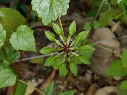 Hibiscus hispidissimus