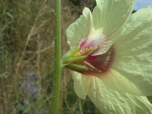 Hibiscus meeusei