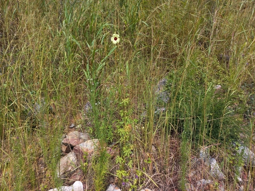 Hibiscus meeusei