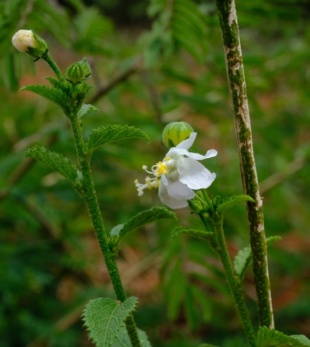 Hibiscus micranthus