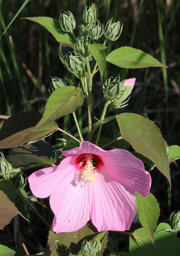 Hibiscus moscheutos
