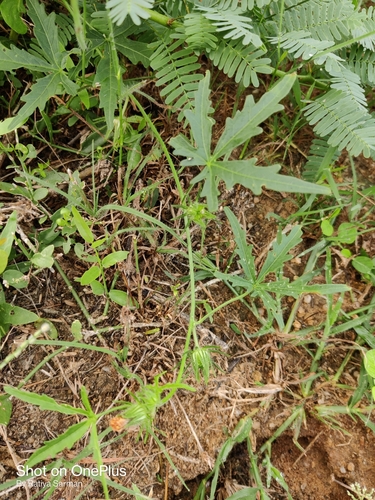 Hibiscus palmatus