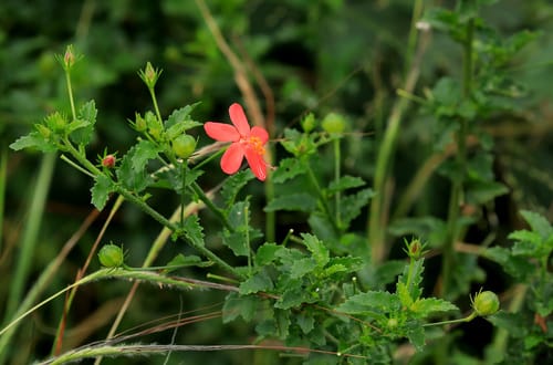 Hibiscus praeteritus