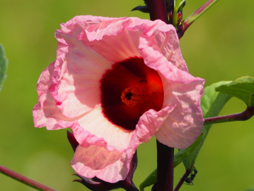Hibiscus sabdariffa