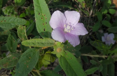 Hibiscus sturtii