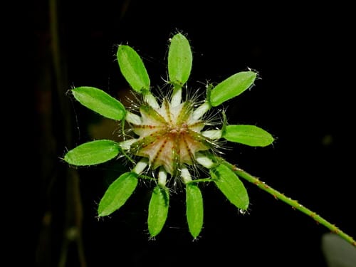 Hibiscus surattensis