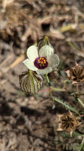 Hibiscus trionum