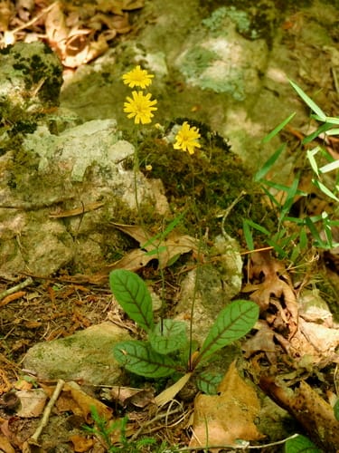 Hieracium venosum