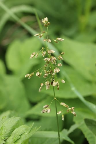 Hierochloe odorata